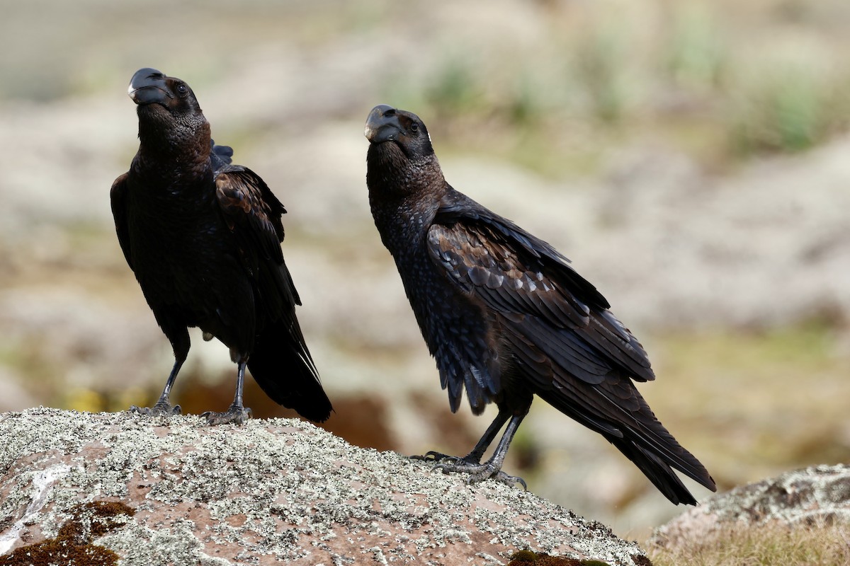 Thick-billed Raven - ML645626388