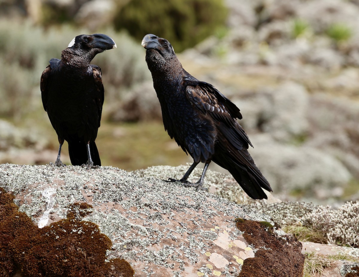 Thick-billed Raven - ML645626389