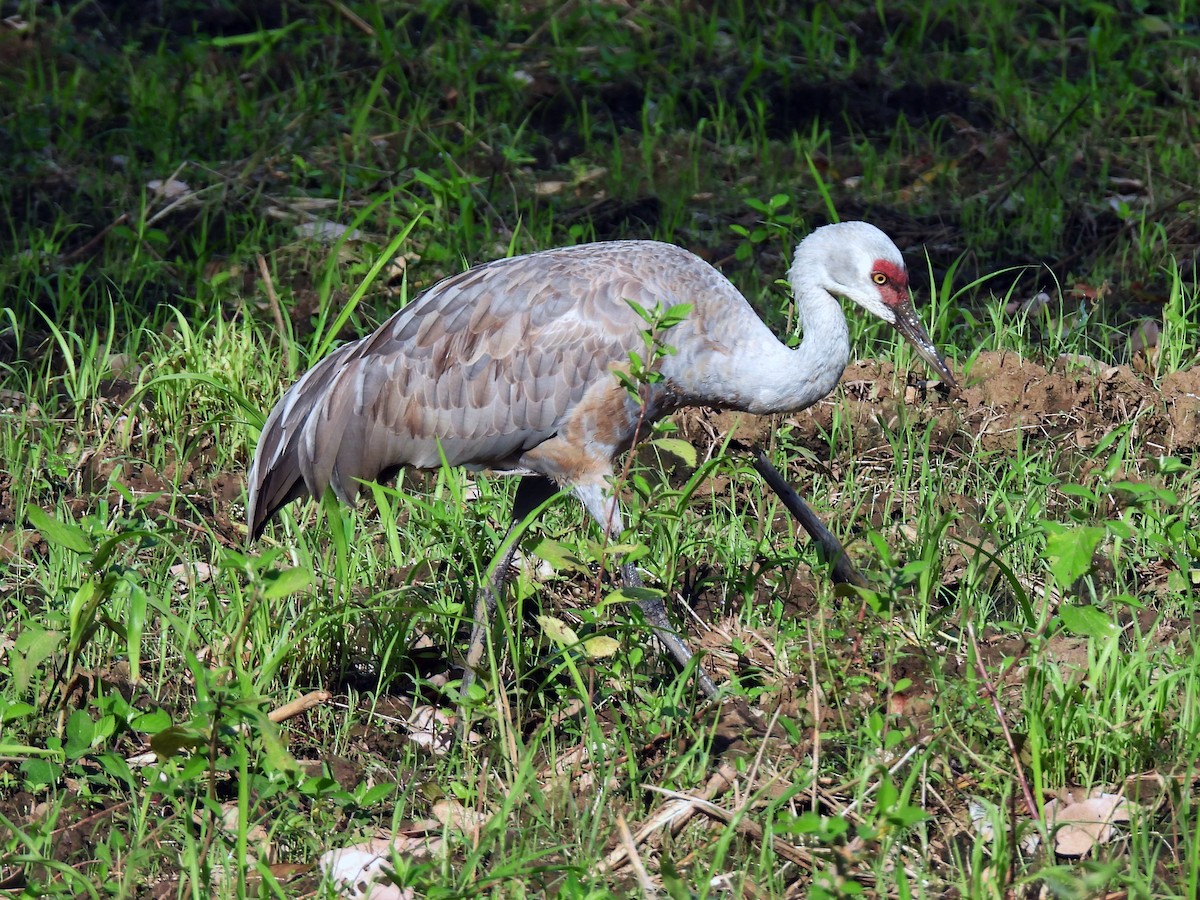 Sandhill Crane - ML645626394