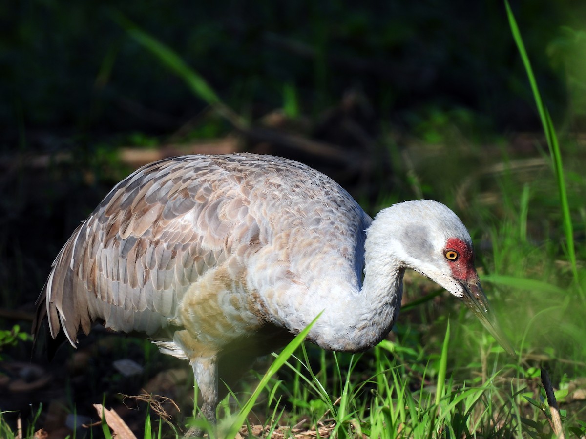 Sandhill Crane - ML645626405