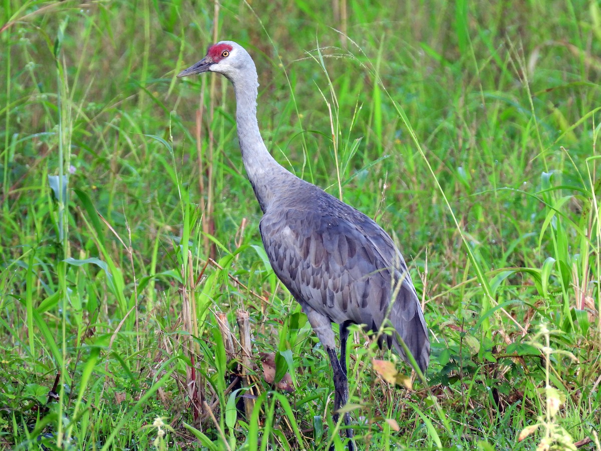 Sandhill Crane - ML645626406