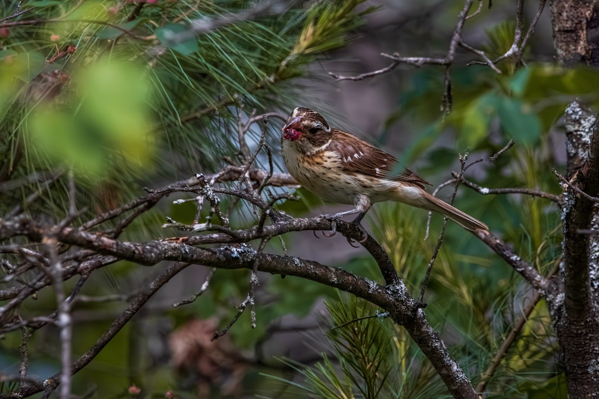 Al Göğüslü Kocabaş - ML645626409
