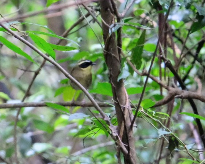 Yellow-throated Scrubwren - ML645626412