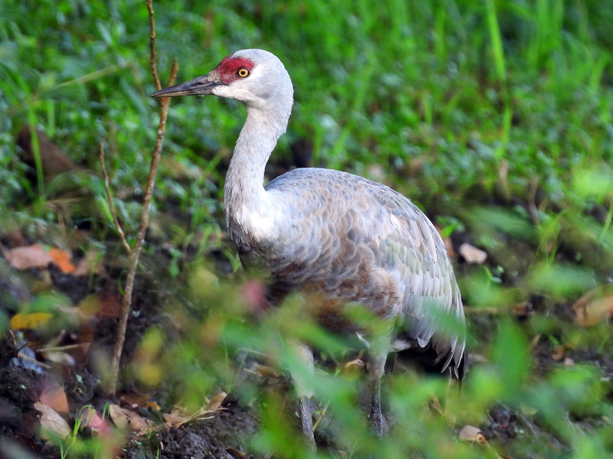 Sandhill Crane - ML645626420