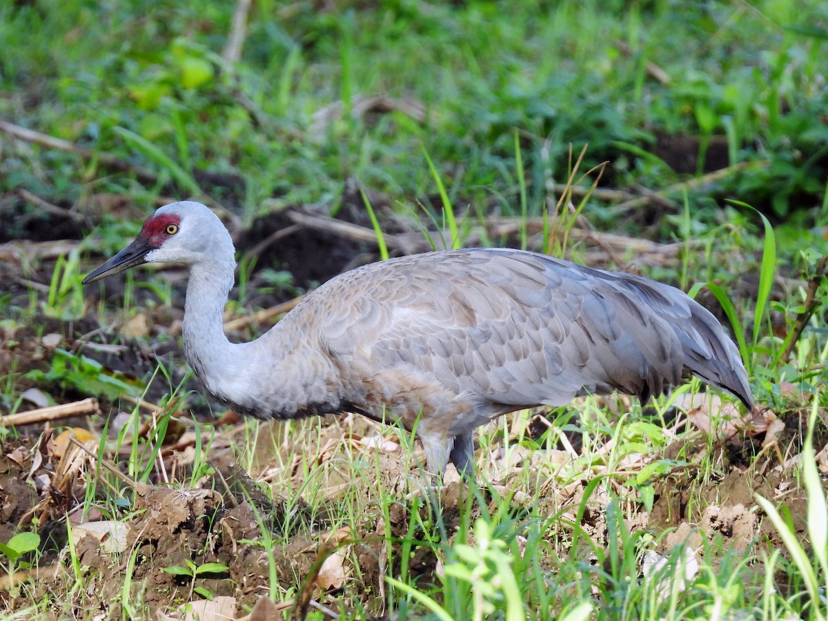 Sandhill Crane - ML645626421