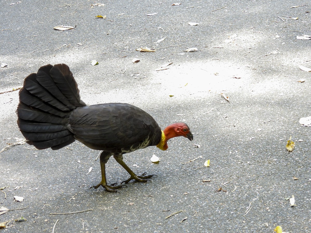 Australian Brushturkey - ML645626422