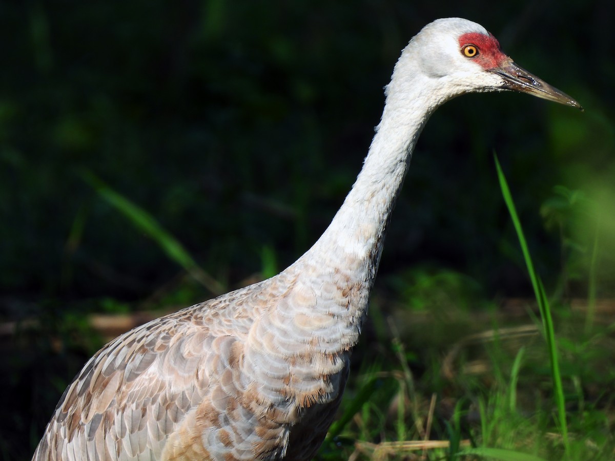 Sandhill Crane - ML645626433