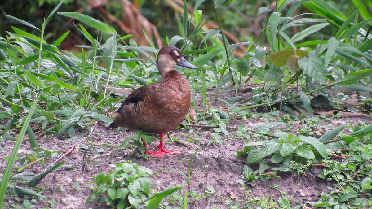 Brazilian Teal - ML645626434