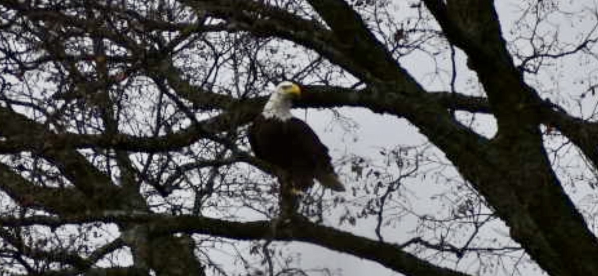 Bald Eagle - ML645626446