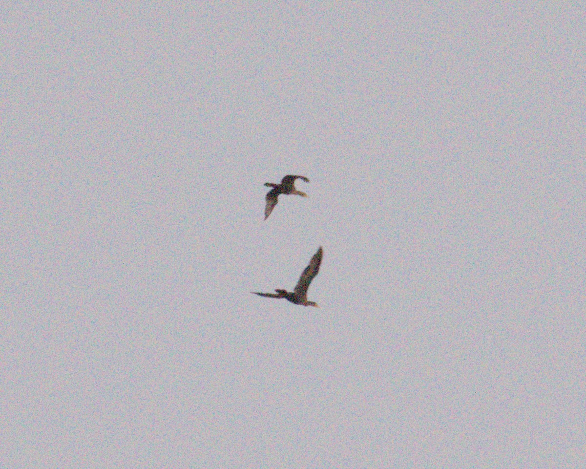 Double-crested Cormorant - ML645626450