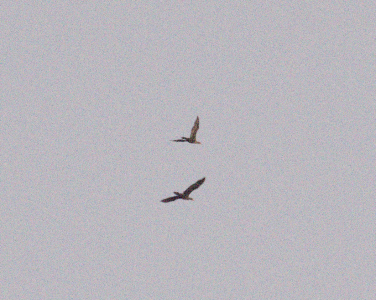 Double-crested Cormorant - ML645626457