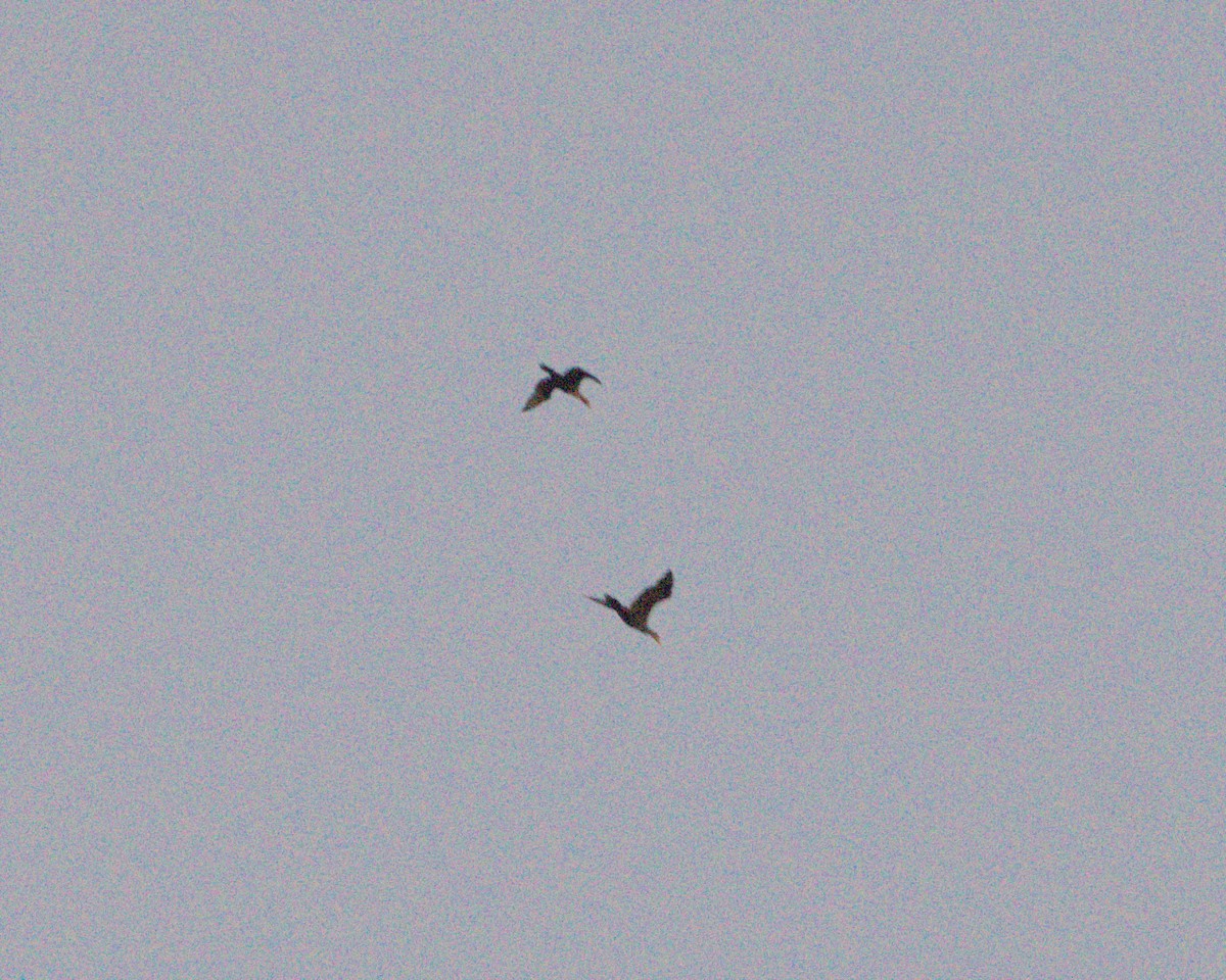 Double-crested Cormorant - ML645626458