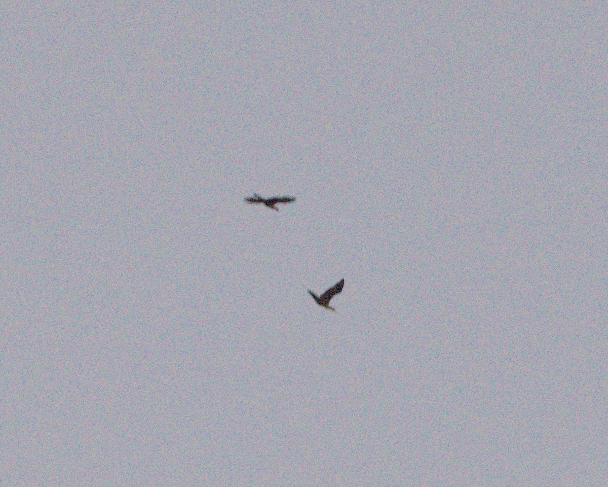 Double-crested Cormorant - ML645626459