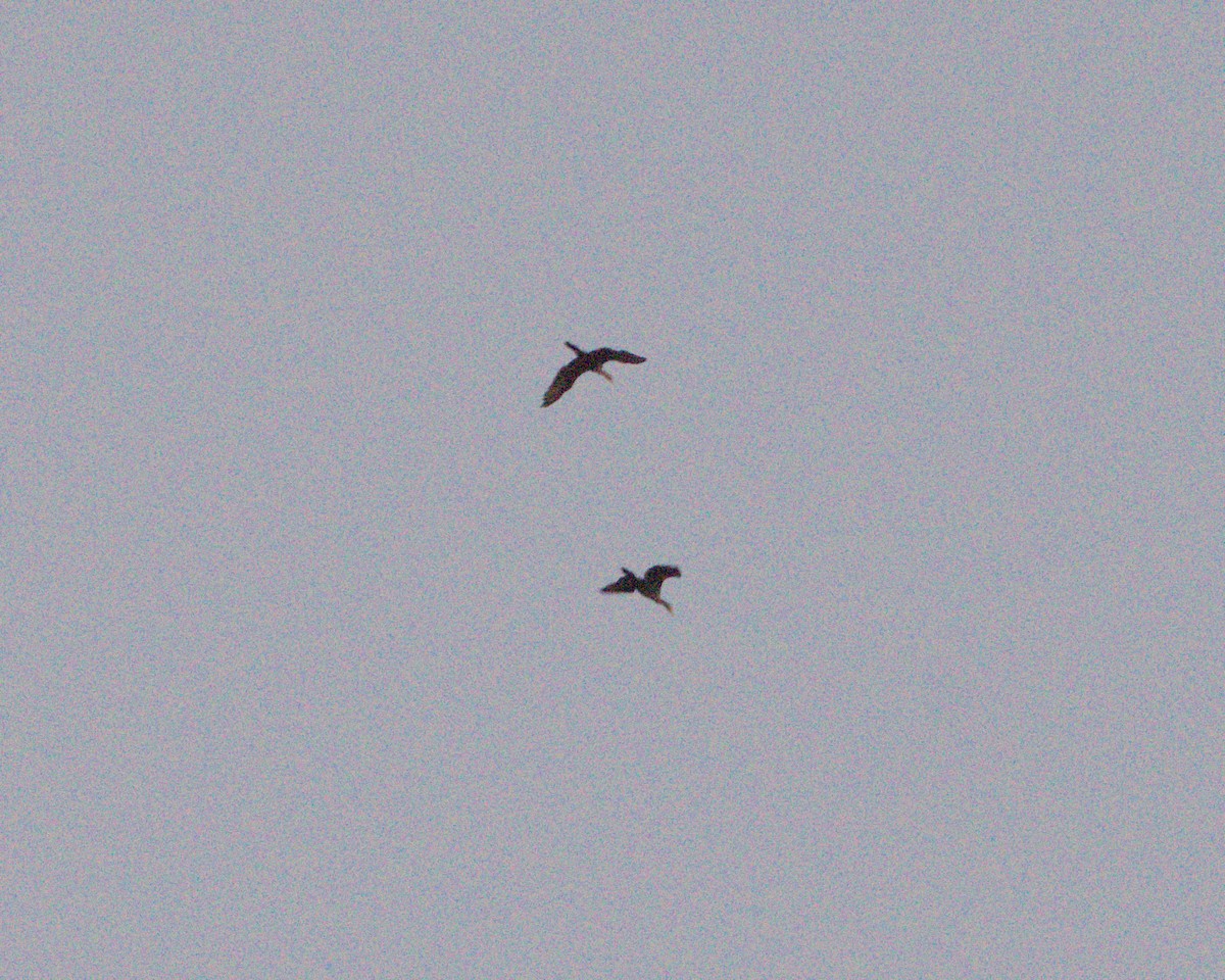 Double-crested Cormorant - ML645626460