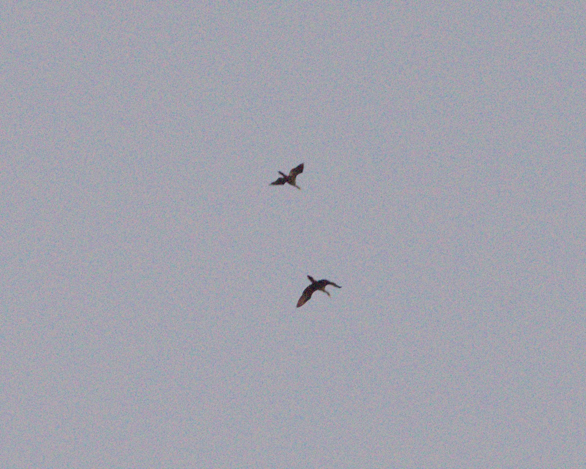 Double-crested Cormorant - ML645626461