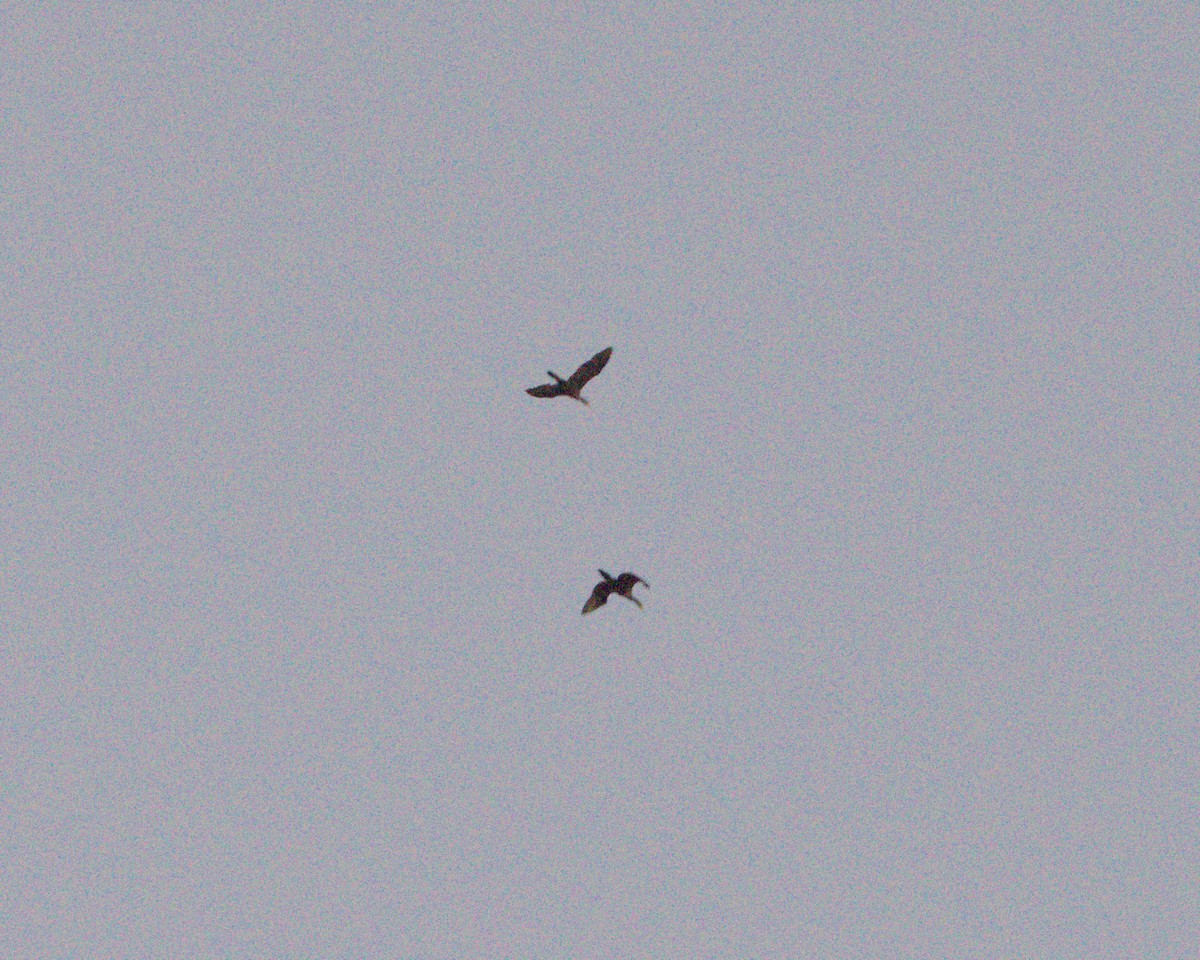 Double-crested Cormorant - ML645626462