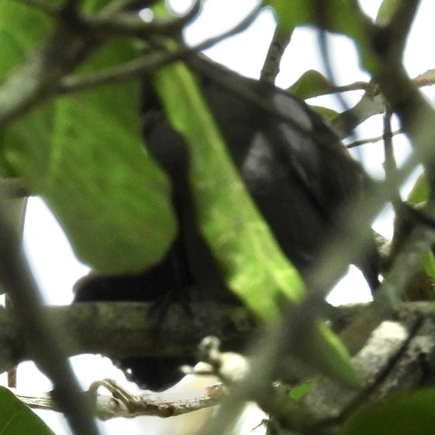 Gray Catbird - ML645626467