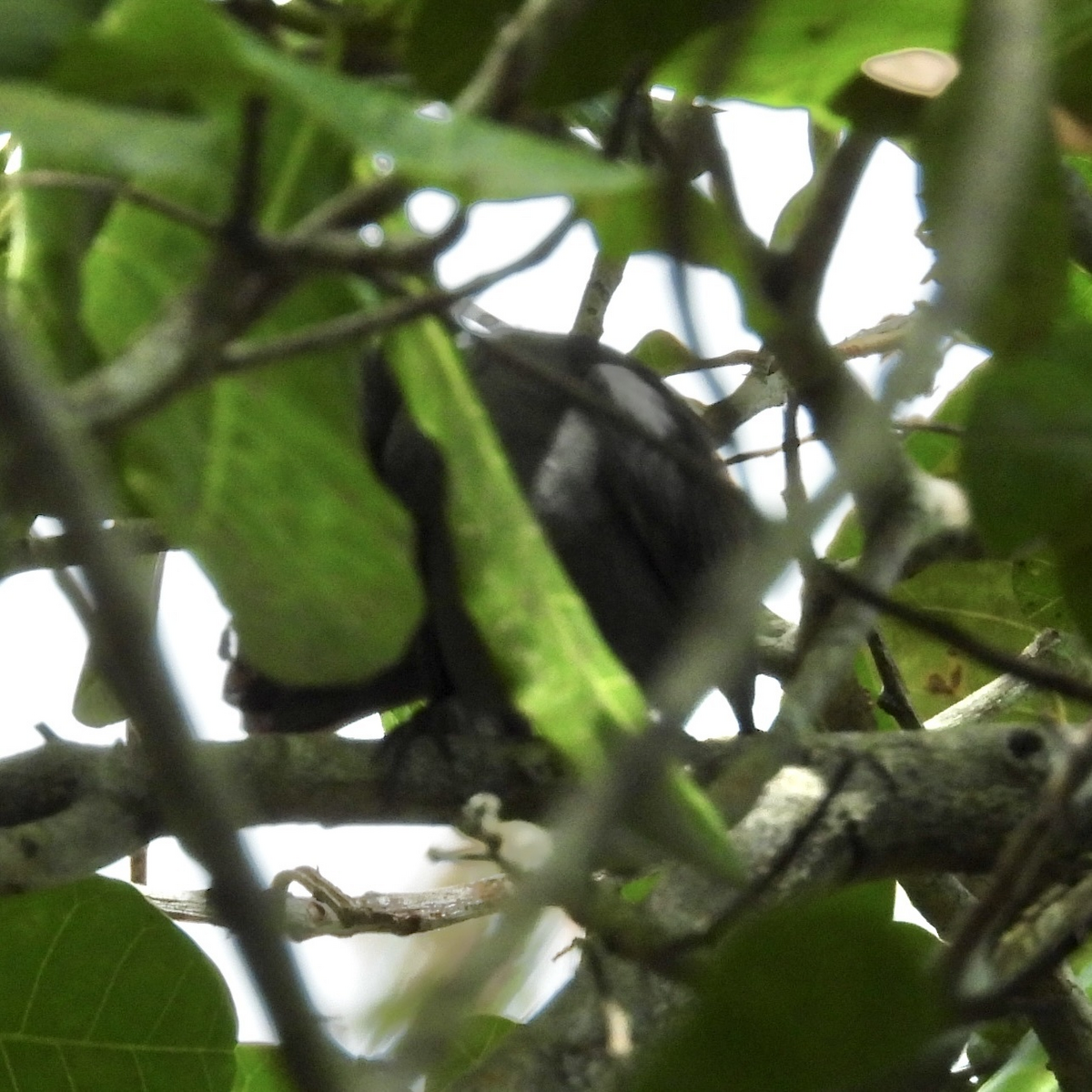 Gray Catbird - ML645626470