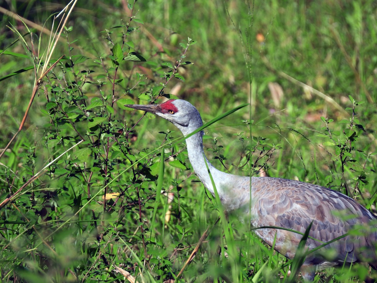 Sandhill Crane - ML645626476