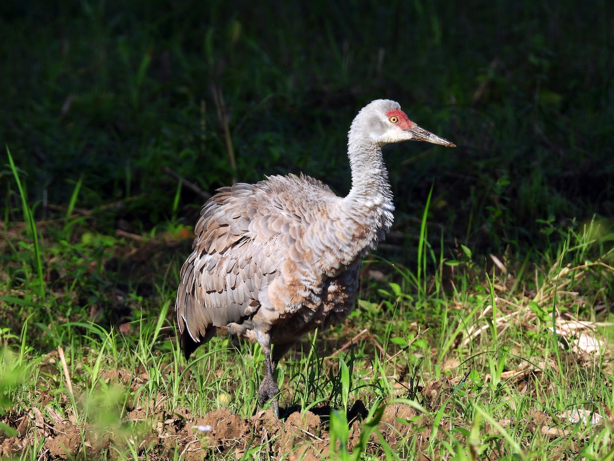 Sandhill Crane - ML645626488