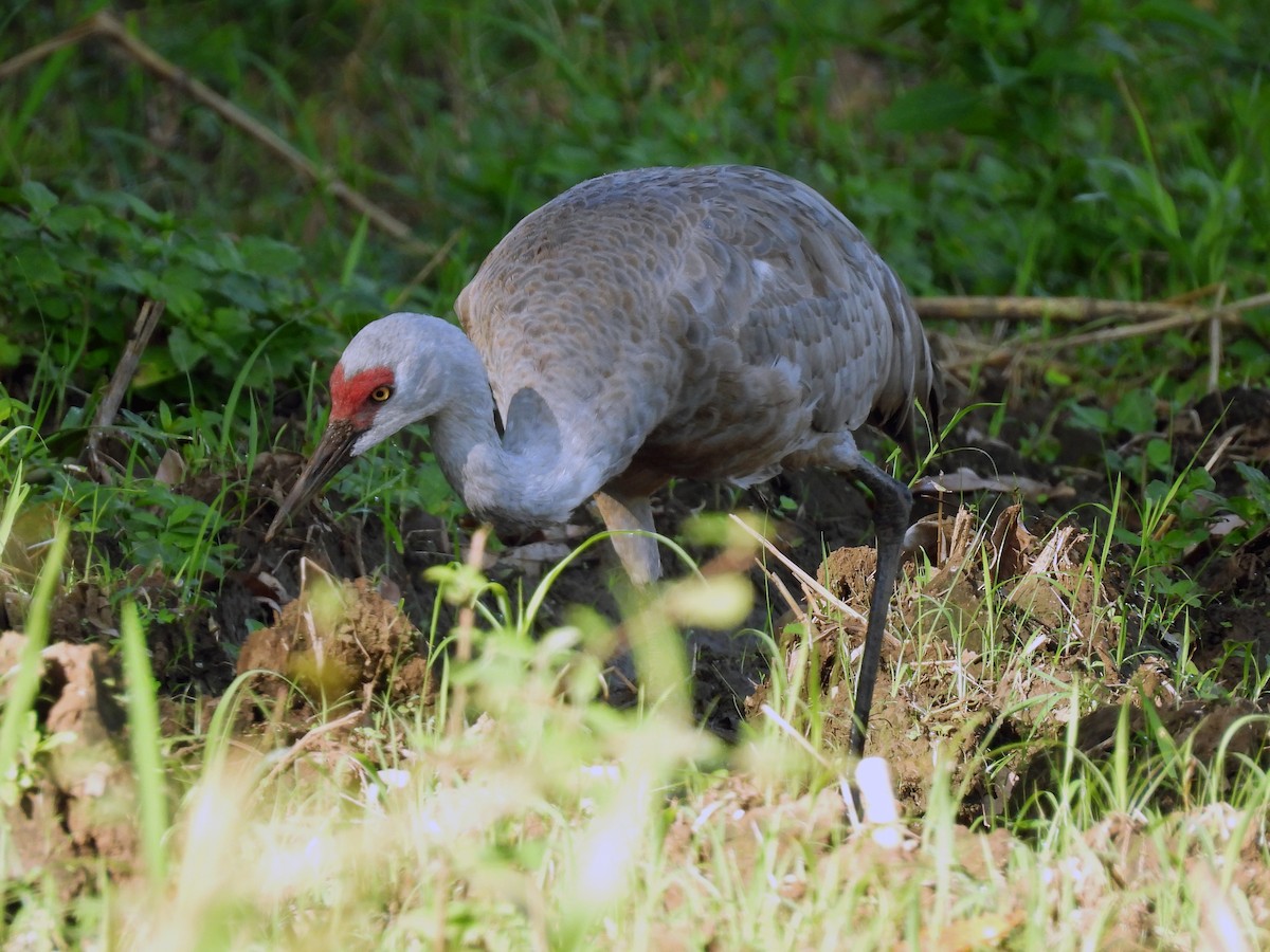 Sandhill Crane - ML645626489