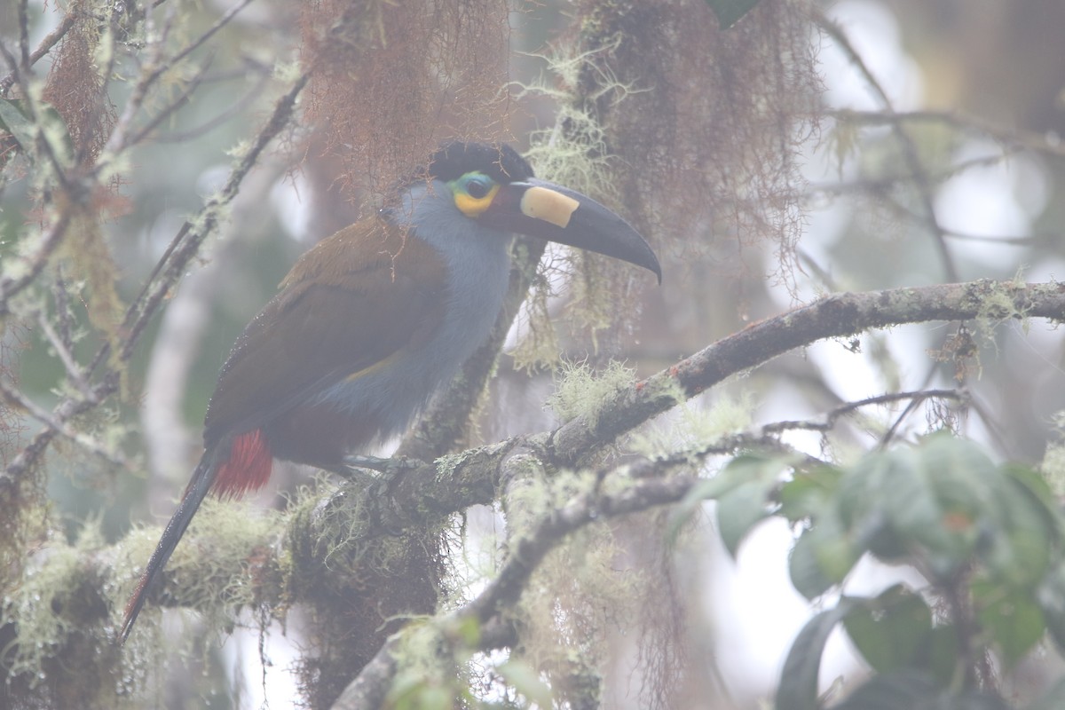 Plate-billed Mountain-Toucan - ML645626498