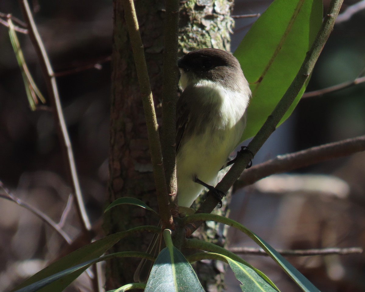 Weißbauch-Phoebetyrann - ML645626513