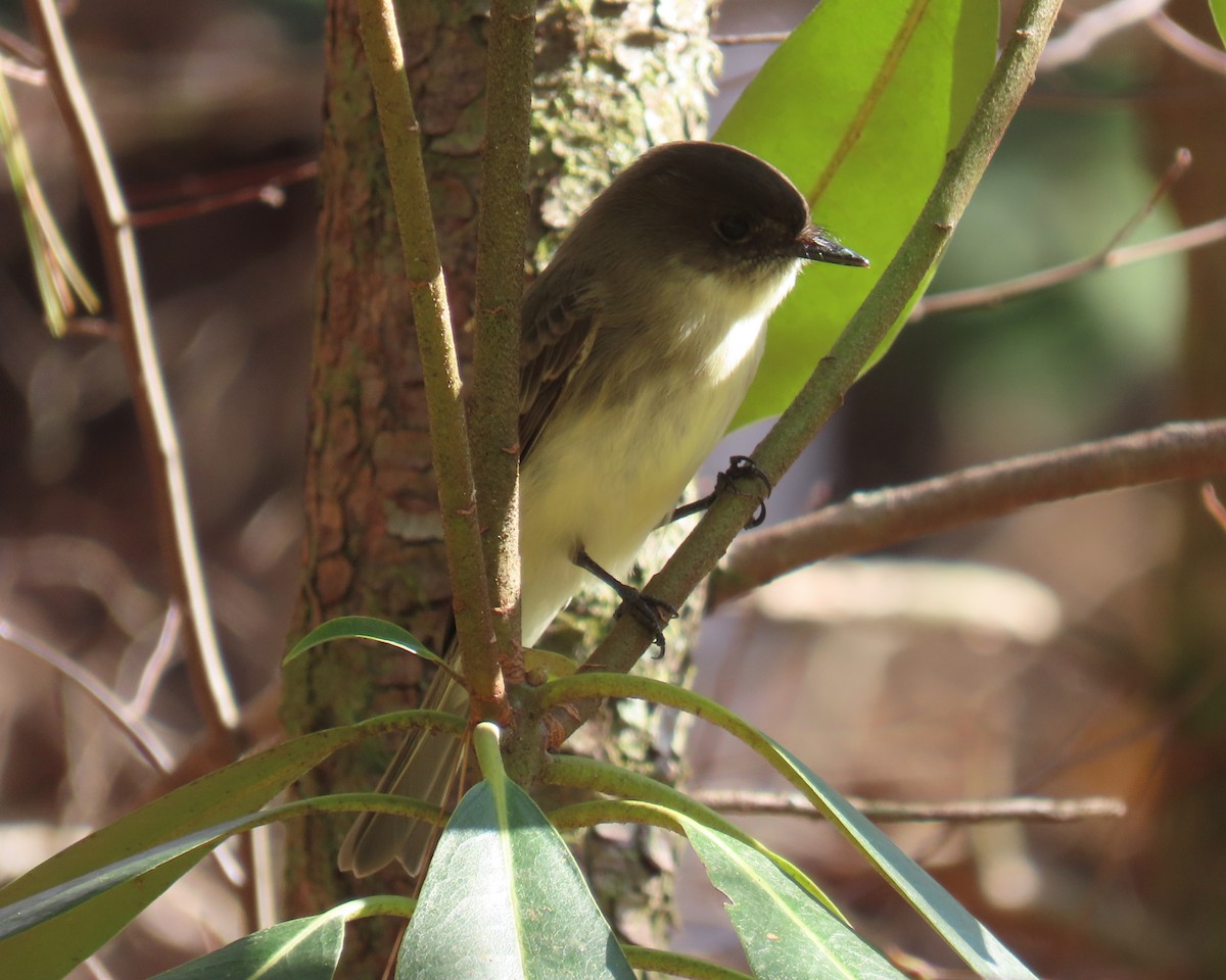 Weißbauch-Phoebetyrann - ML645626514