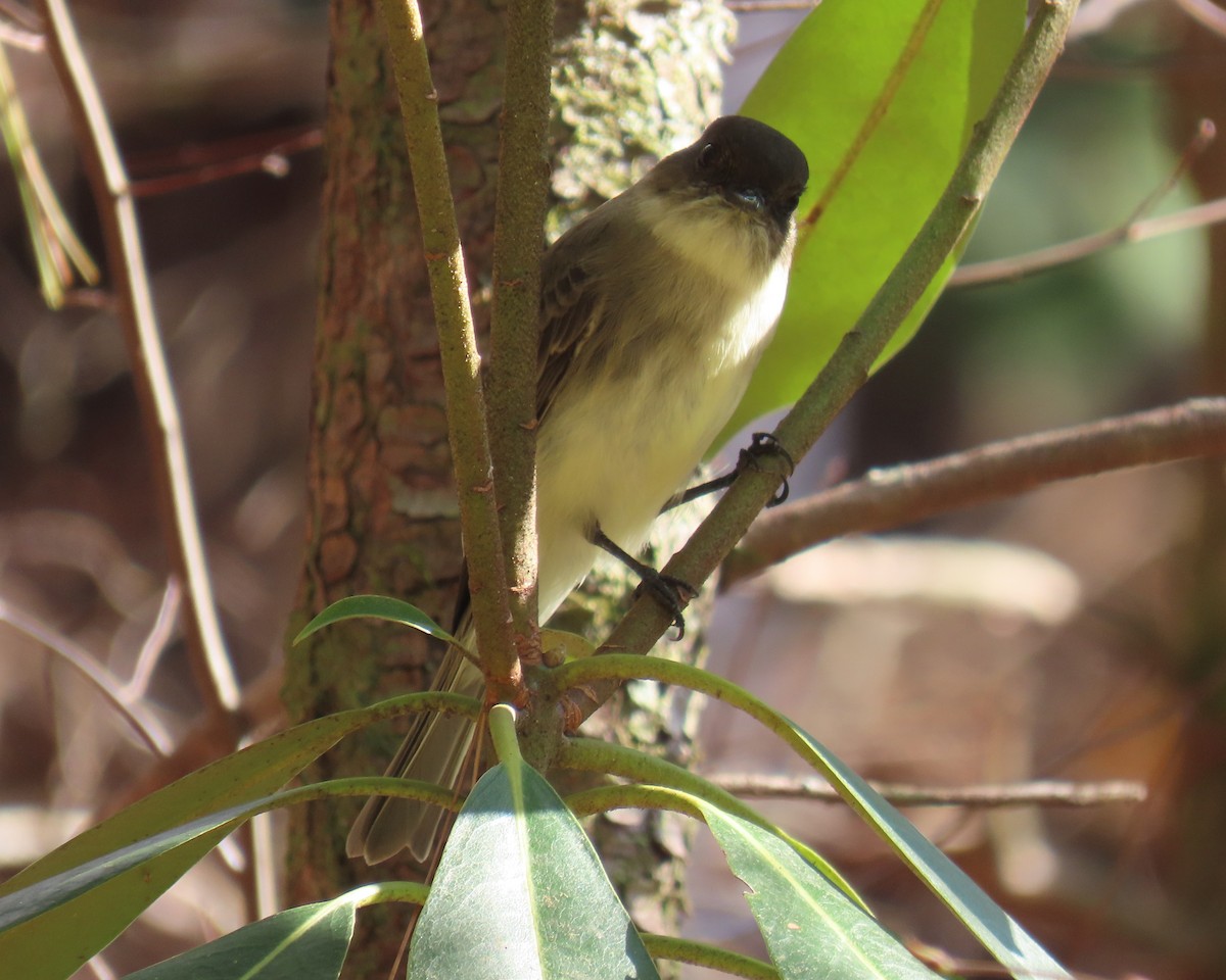 Weißbauch-Phoebetyrann - ML645626515