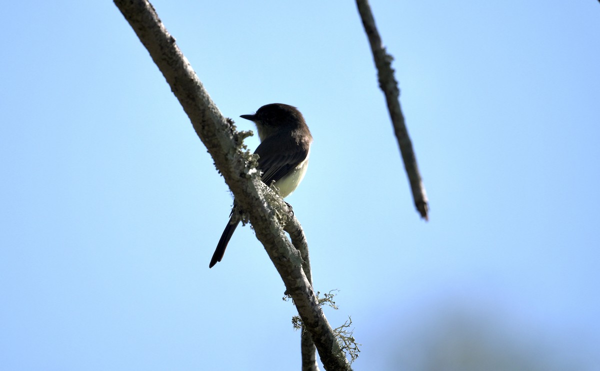 Weißbauch-Phoebetyrann - ML645626518