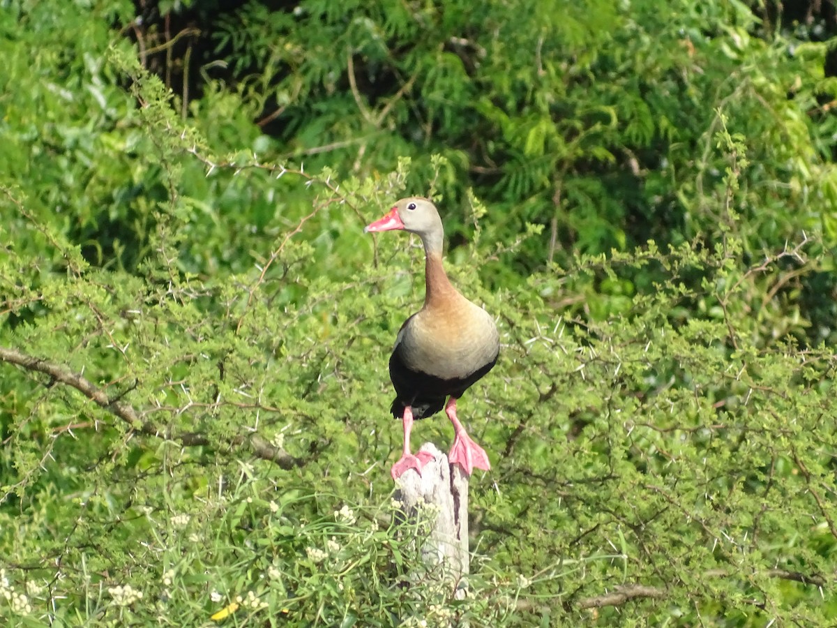 Black-bellied Whistling-Duck - ML645626527
