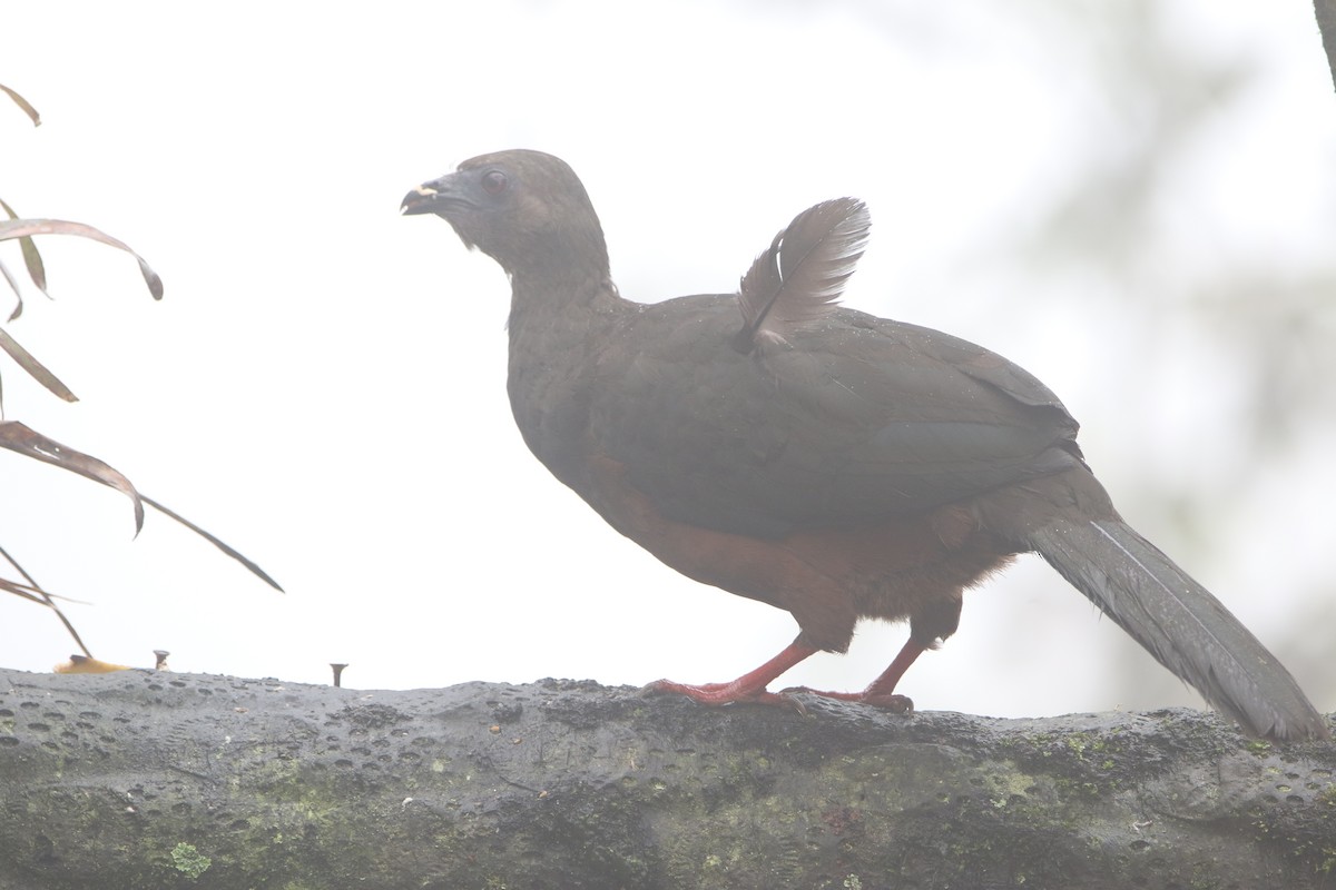 Sickle-winged Guan - ML645626529