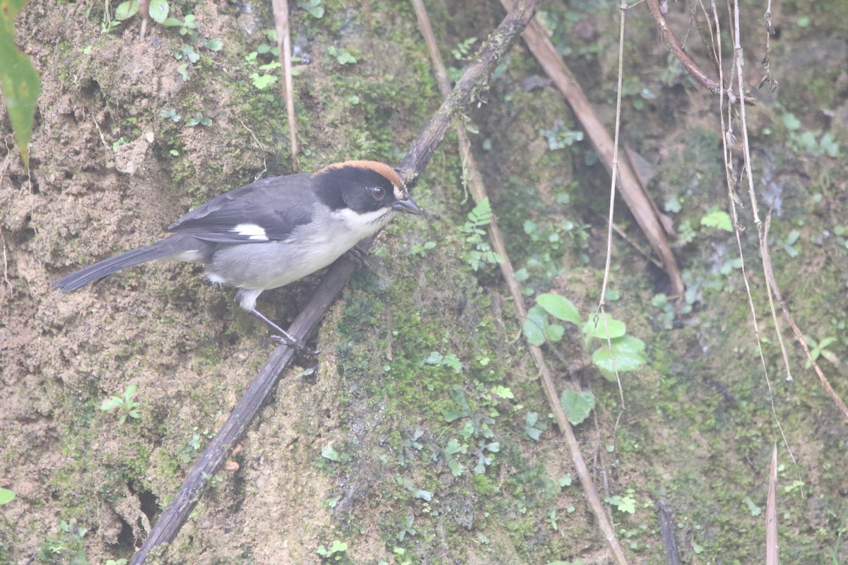 White-winged Brushfinch - ML645626538