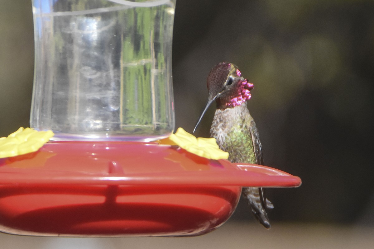 Anna's Hummingbird - ML645626548