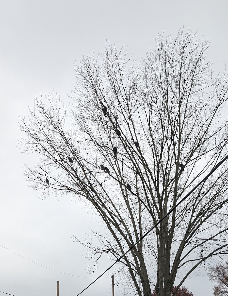 Turkey Vulture - ML645626549