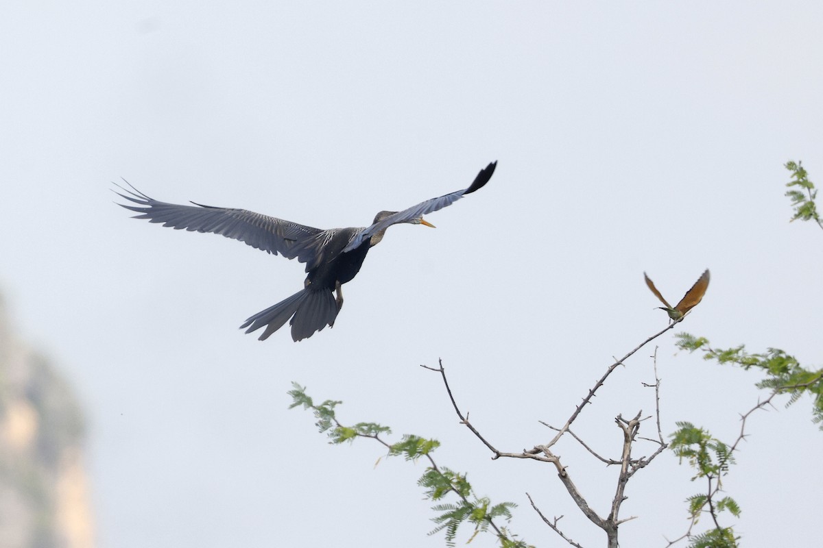 Oriental Darter - ML645626555