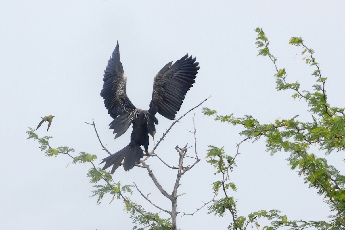 Oriental Darter - ML645626556