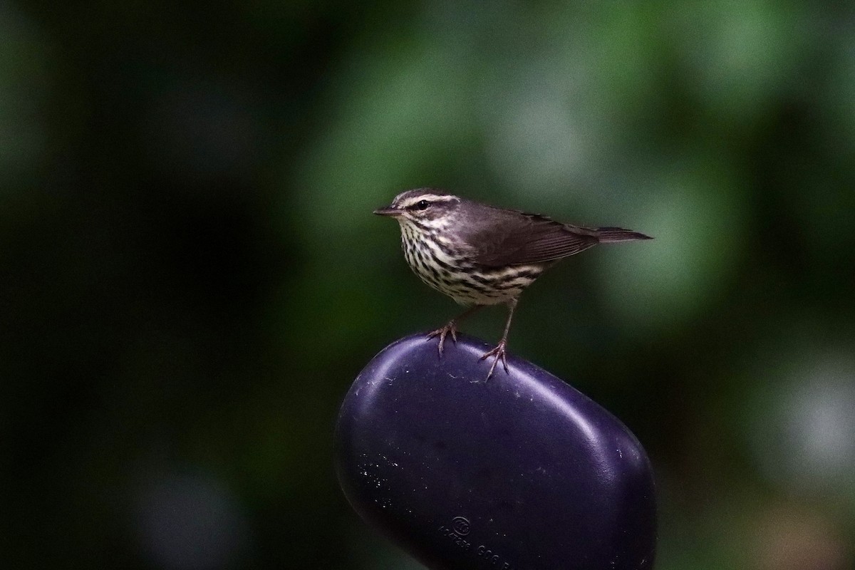 Northern Waterthrush - ML645626564
