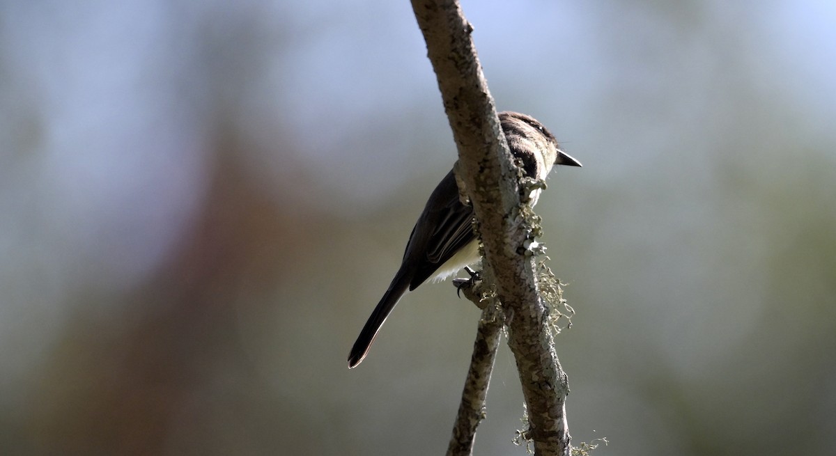 Weißbauch-Phoebetyrann - ML645626573