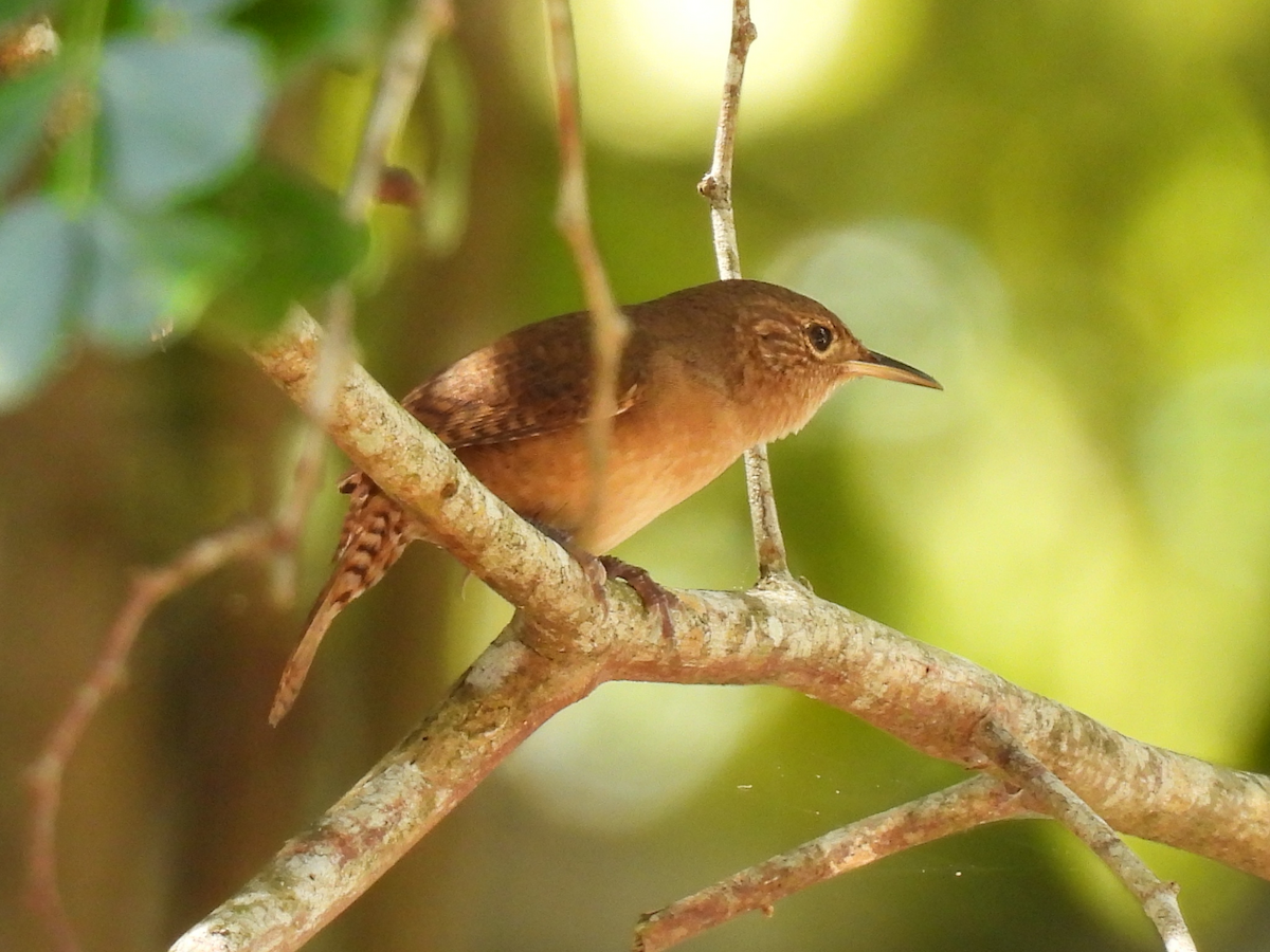 Southern House Wren - ML645626574