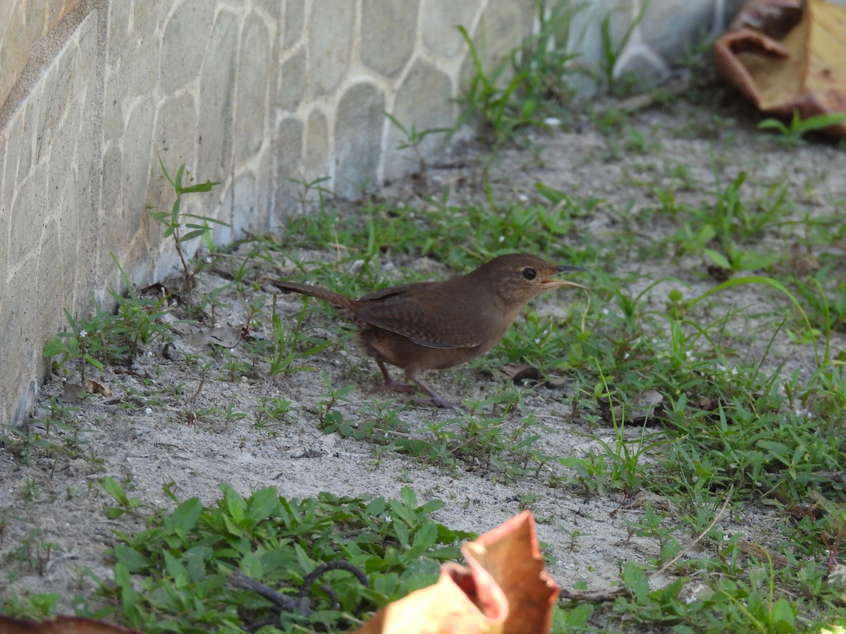 Southern House Wren - ML645626575