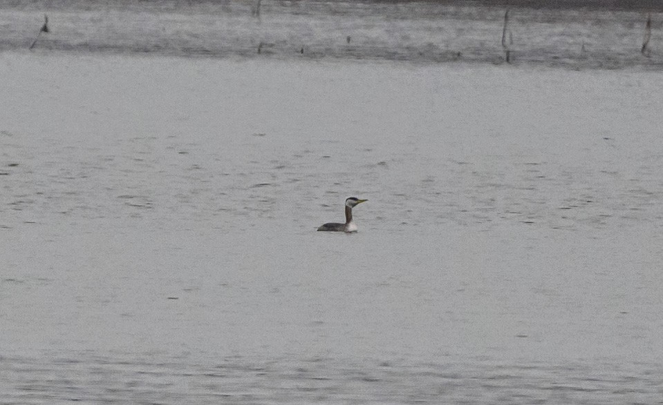 Пірникоза сірощока - ML645626576