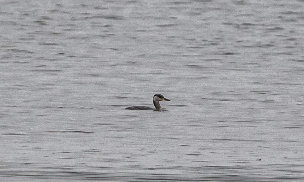 Пірникоза сірощока - ML645626577