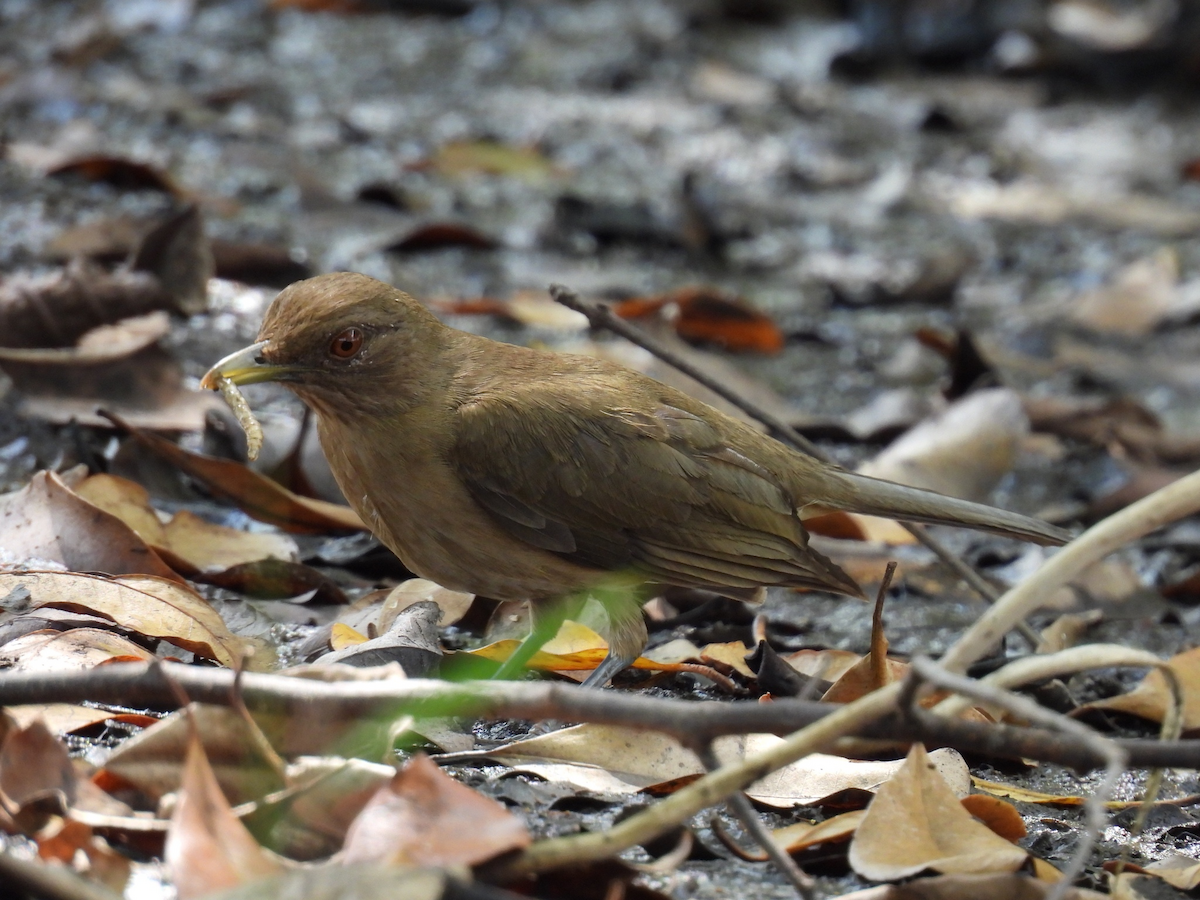 Merle fauve - ML645626578