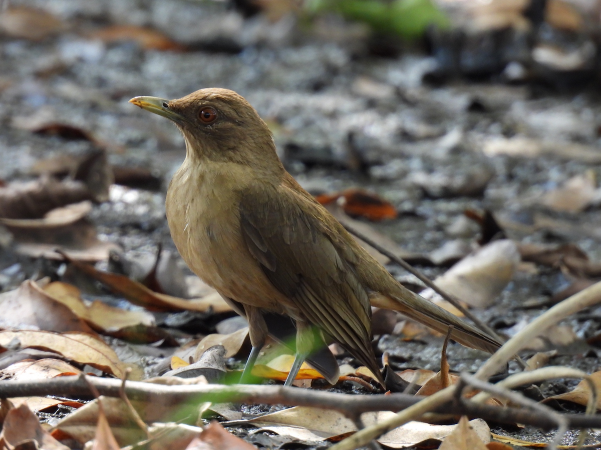 Merle fauve - ML645626579