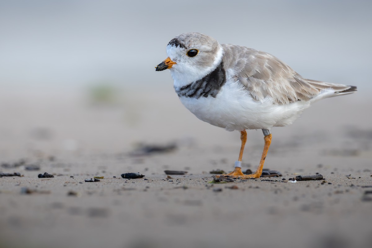 Pluvier siffleur - ML645626580