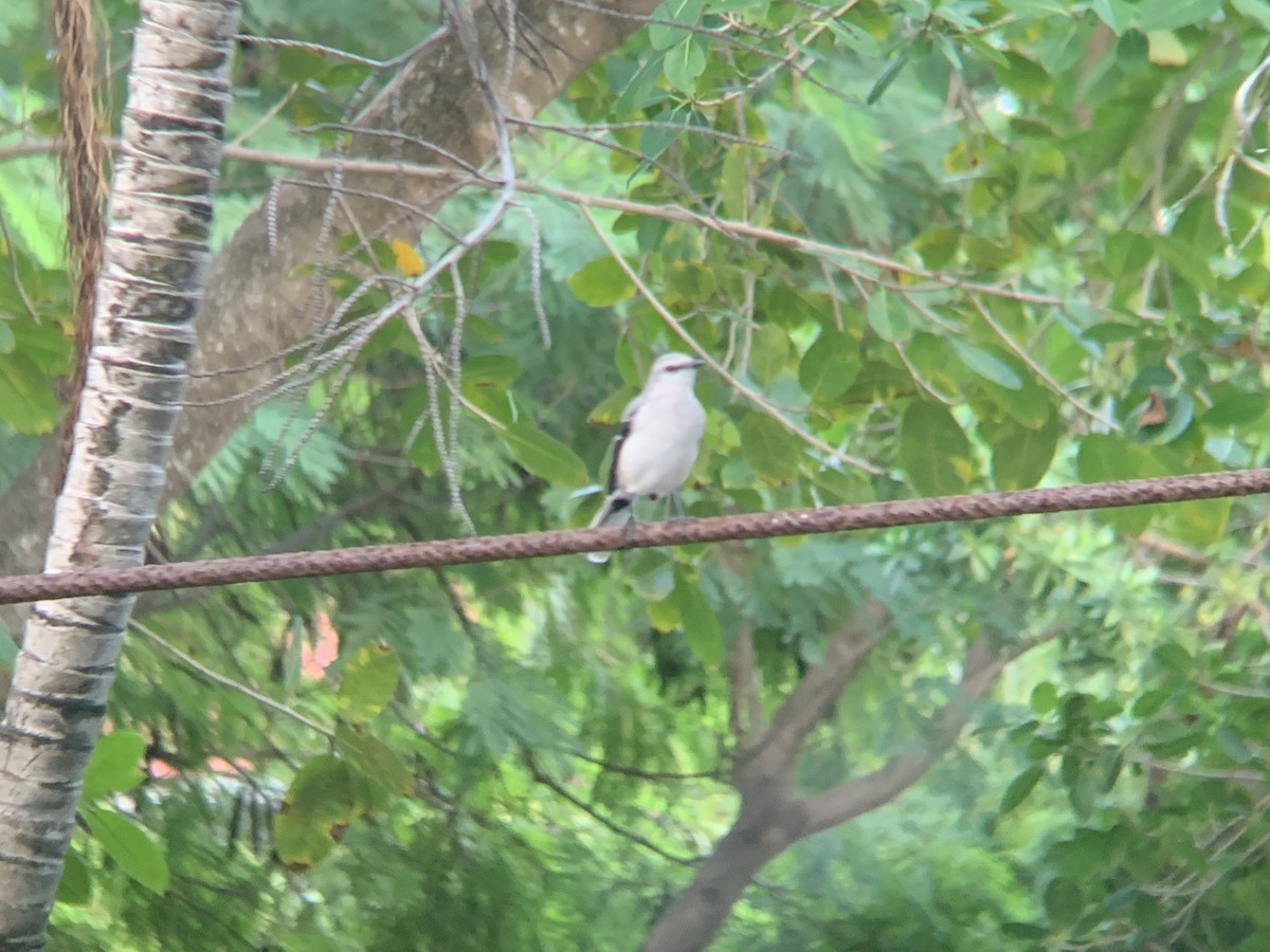 Moqueur des savanes - ML645626584