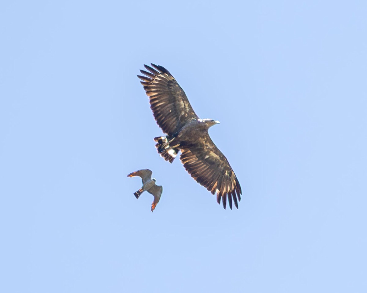 Chaco Eagle - ML645626585