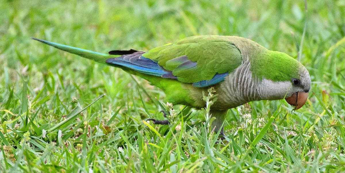 Mönchssittich - ML645626587