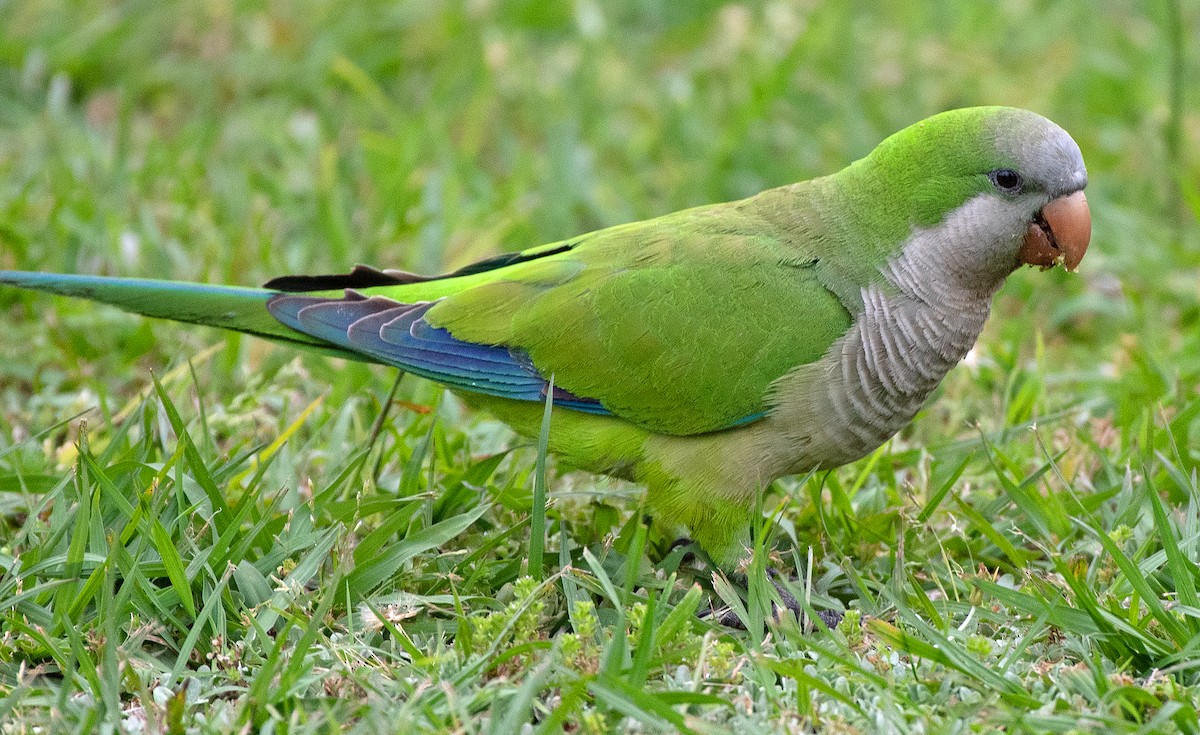 Mönchssittich - ML645626589